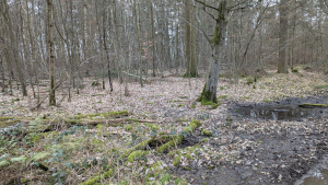 Waldführung Ober-Olmer Wald